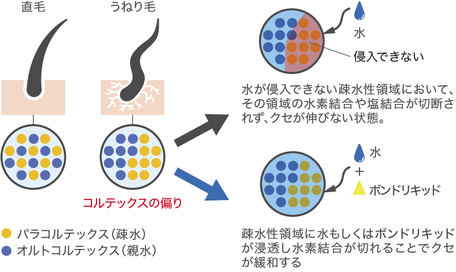 浸透と架橋によるうねりケアの仕組み