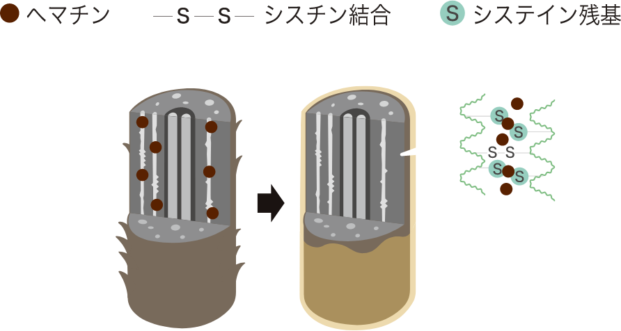 髪の内部