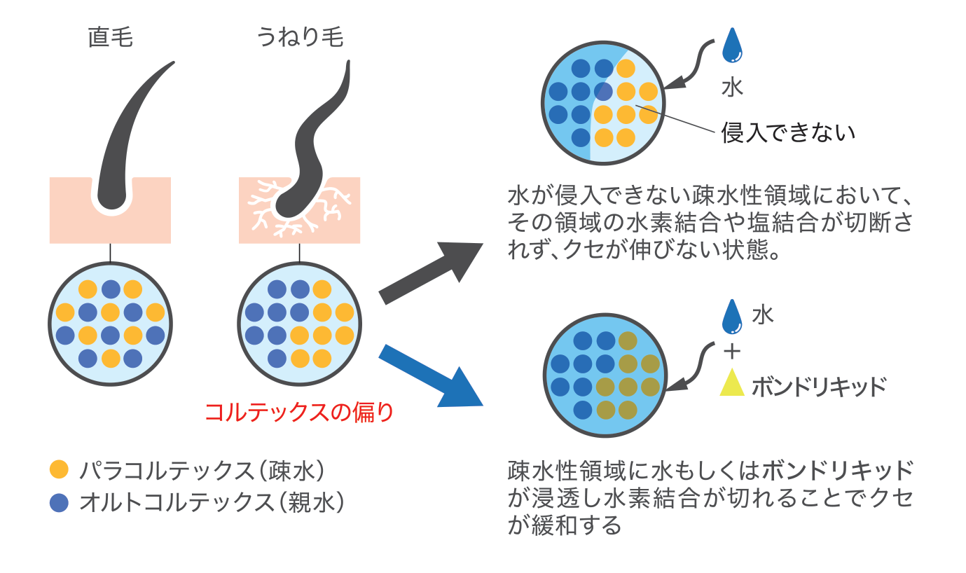 浸透+架橋の仕組み